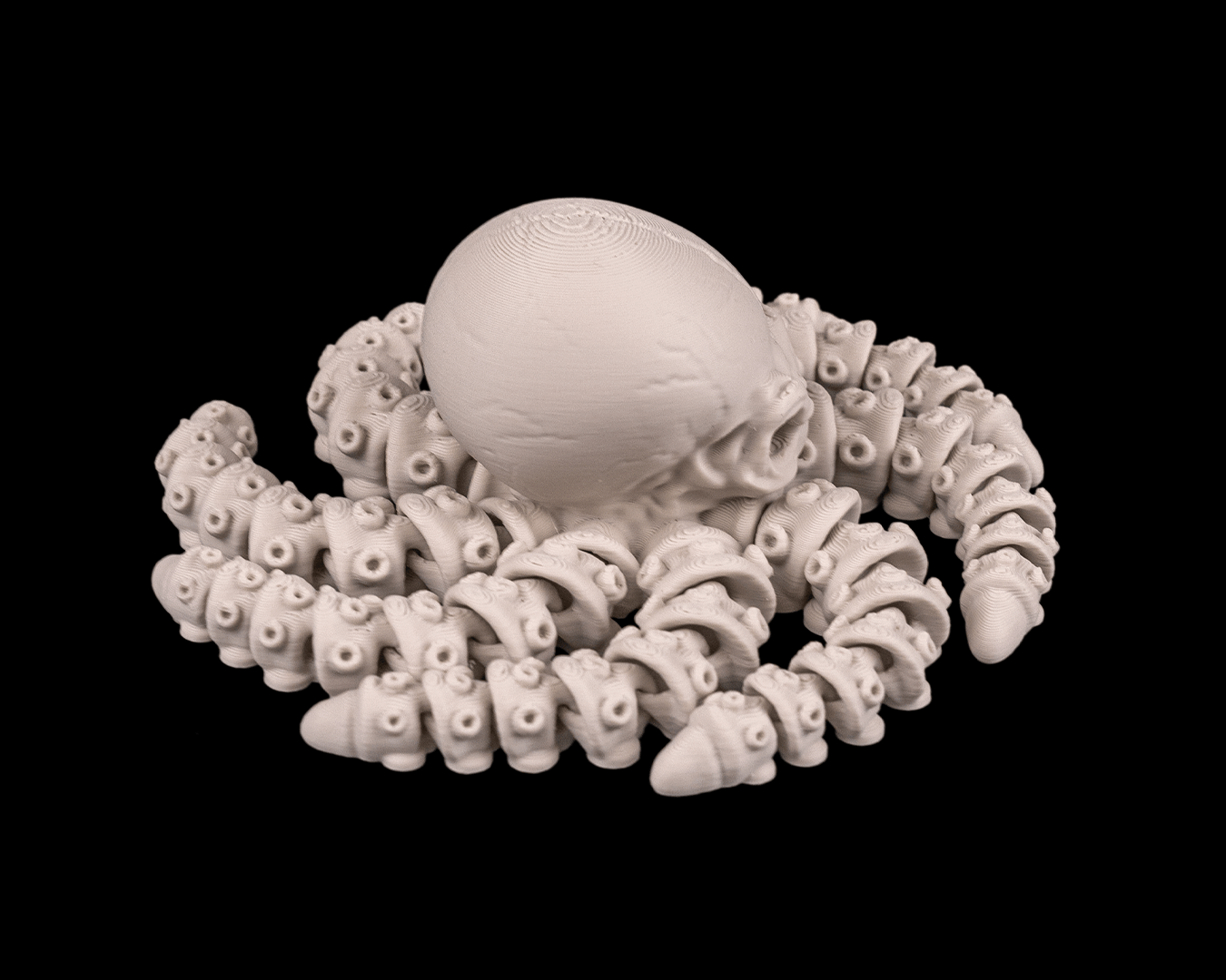 Octopus Skeleton