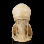 Skulls of Wisdom